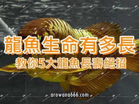 龍魚壽命|龍魚的壽命有多長？龍魚能活多久？